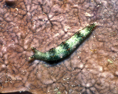 Elysia nigropunctata