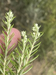 Phylica paniculata