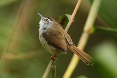 Prinia rufescens
