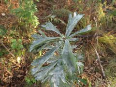 Artemisia manshurica