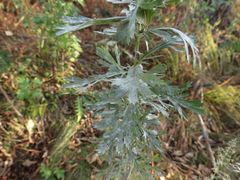 Artemisia manshurica