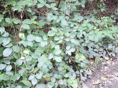 Rubus pedemontanus
