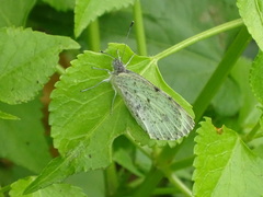 Dixeia charina