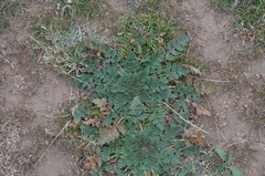 Erodium hoefftianum