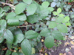 Rubus pedemontanus