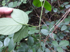 Rubus pedemontanus