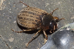 Odontria xanthosticta