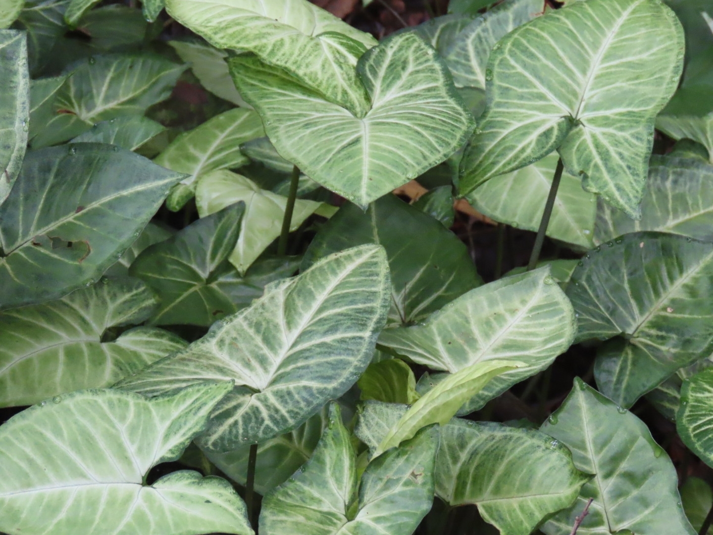Syngonium podophyllum