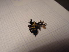 Callilepis nocturna