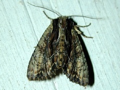 Apamea cariosa