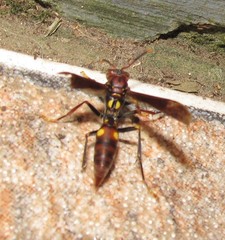 Polistes simillimus