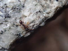 Tetramorium immigrans