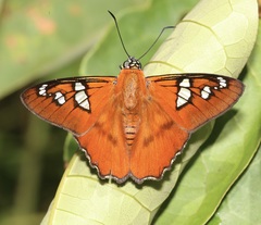 Myscelus perissodora