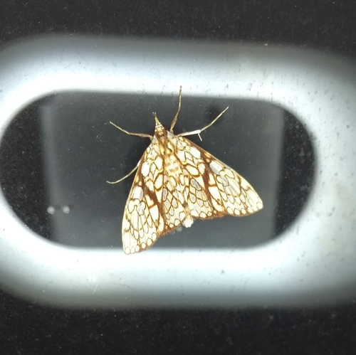 Malleria argenteofulva