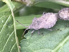 Villasitocoris inconspicuus