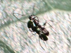 Dorymyrmex antillanus