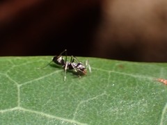 Dorymyrmex antillanus