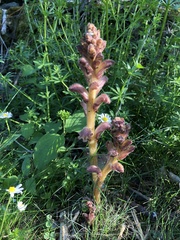 Orobanche caryophyllacea