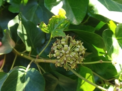 Hedera azorica