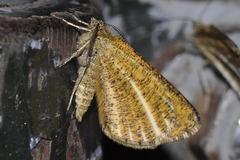 Isturgia limbaria