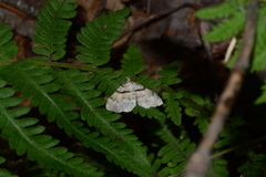 Xanthorhoe labradorensis