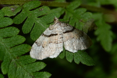 Xanthorhoe labradorensis