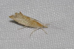 Ypsolopha lucella