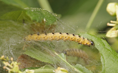 Yponomeuta irrorellus