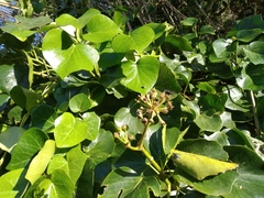 Hedera azorica