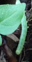 Orthosia incerta