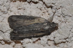 Bryophila raptricula