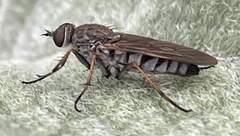 Anabarhynchus helvenacus