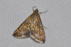 Evergestis politalis