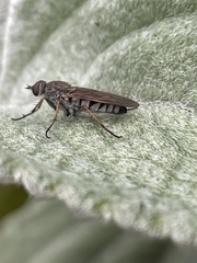 Anabarhynchus helvenacus