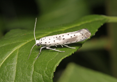 Yponomeuta irrorellus