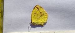 Eurema desjardinsii