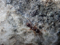 Tetramorium immigrans