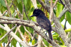 Pachyramphus minor