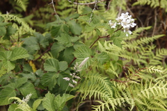 Rubus affinis