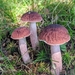 Lilac Bolete - Photo (c) Matt Pulk, some rights reserved (CC BY-NC), uploaded by Matt Pulk