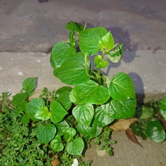 Peperomia pellucida