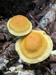 Cortinarius lewisii