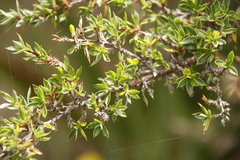 Cliffortia tridentata