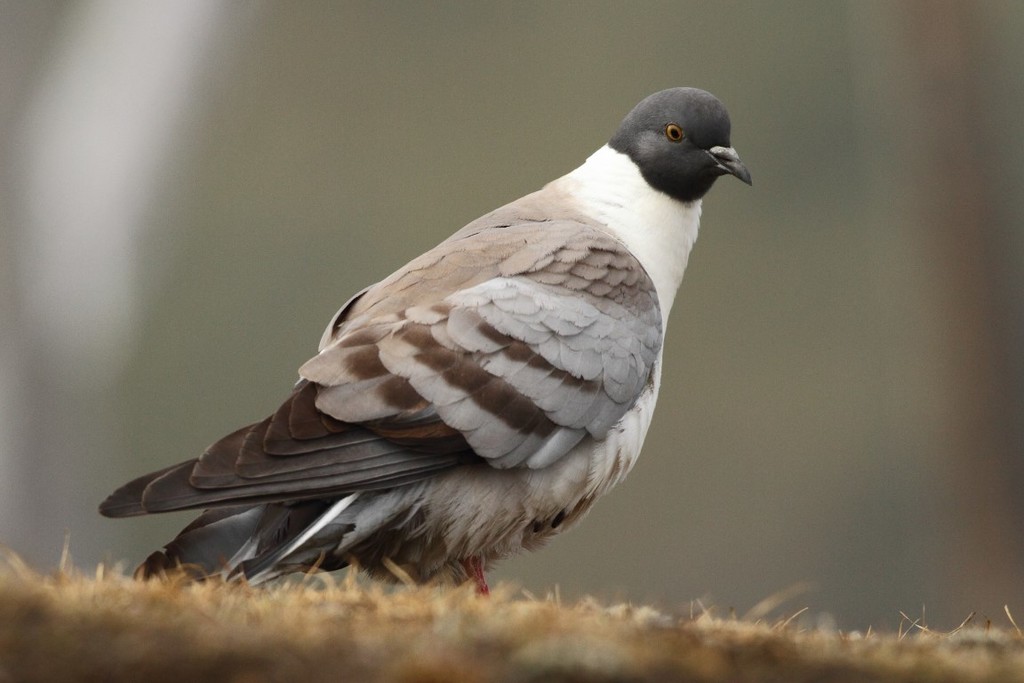 Common Wood Pigeon (Birds of Serbia - guide - old) · iNaturalist