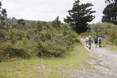 Cliffortia tridentata