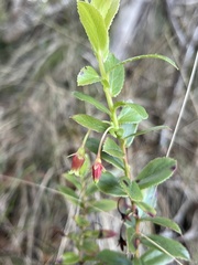 Vaccinium dentatum
