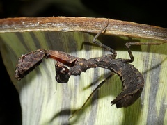 Pseudomiopteryx infuscata