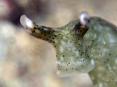 Elysia nigropunctata