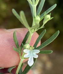 Teucrium africanum
