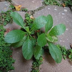 Ruellia tuberosa